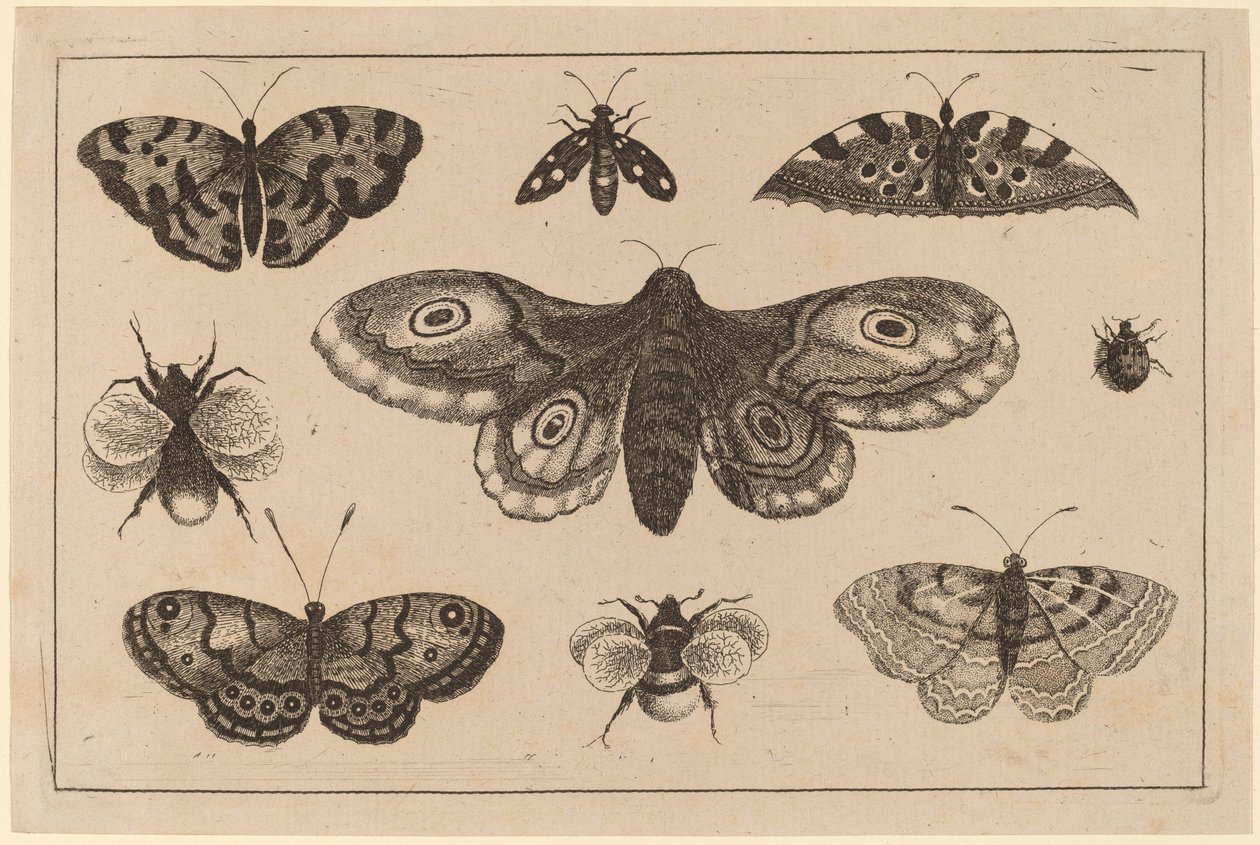 Ćma, motyle i pszczoły autorstwa Wenceslaus Hollar