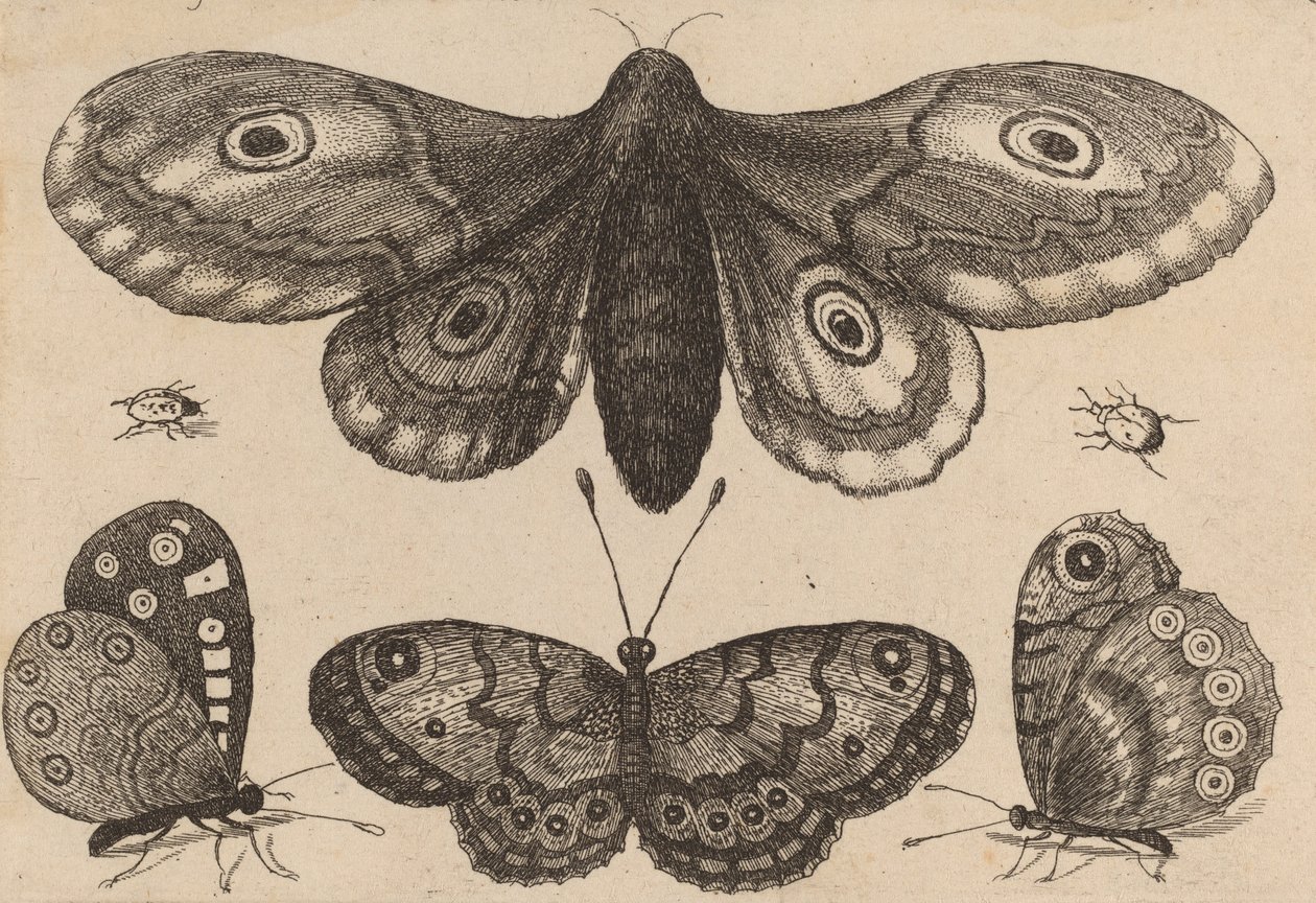 Ćma, trzy motyle i dwa chrząszcze, 1646. autorstwa Wenceslaus Hollar