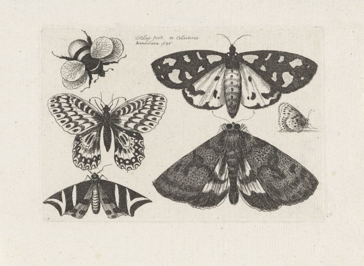 Ćmy, motyle i trzmiel Owady (tytuł serii) Muscarum Scarabeorum (tytuł serii) autorstwa Wenceslaus Hollar