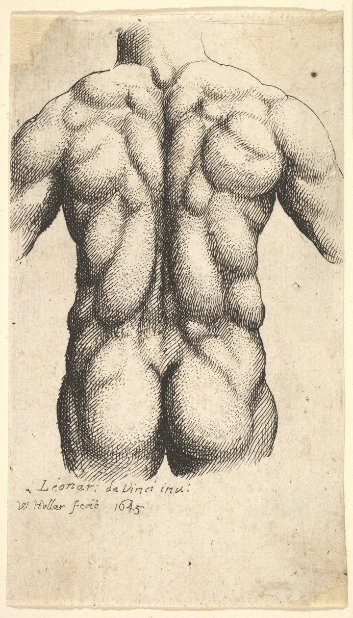 Nagi męski tors widziany z tyłu, 1645. autorstwa Wenceslaus Hollar