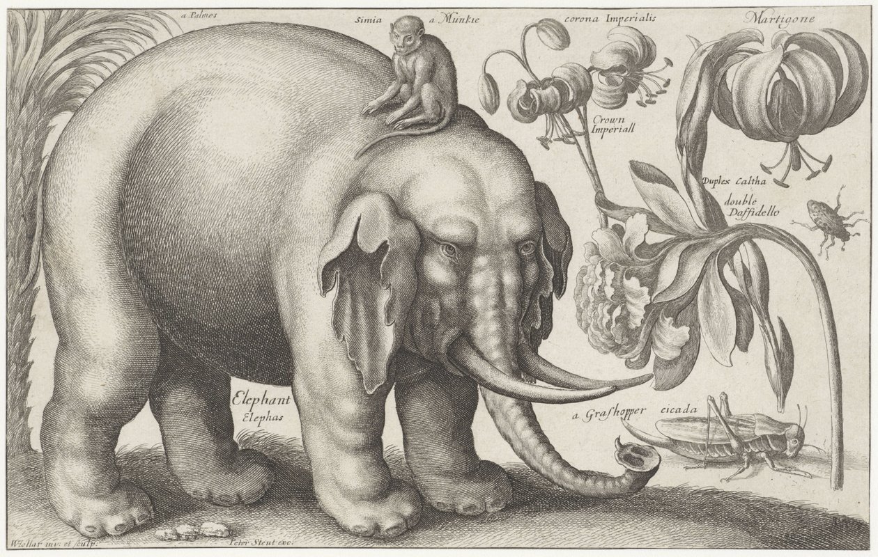 Słoń, małpa, kwiaty i owady Rośliny i zwierzęta (tytuł serii) Animalium Ferarum (tytuł serii na obiekcie) autorstwa Wenceslaus Hollar