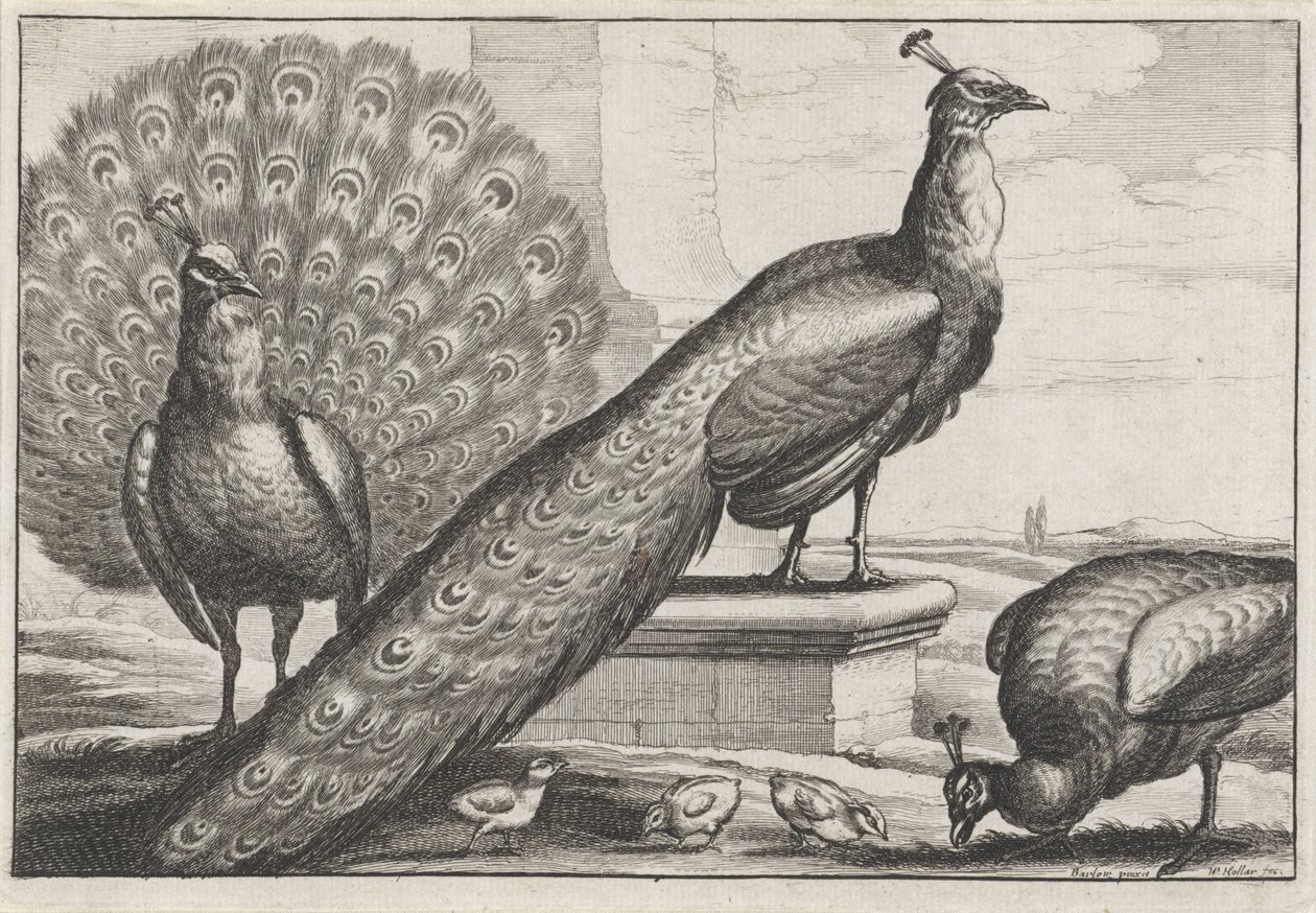 pawie Gatunki Diversae avium (tytuł serii) Różne ptaki (tytuł serii) autorstwa Wenceslaus Hollar
