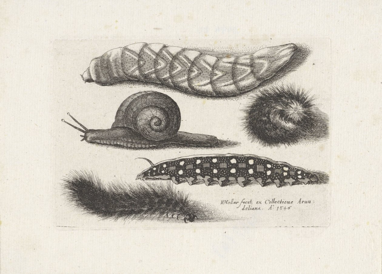 Gąsienice i ślimak Owady (tytuł serii) Muscarum Scarabeorum (tytuł serii) autorstwa Wenceslaus Hollar