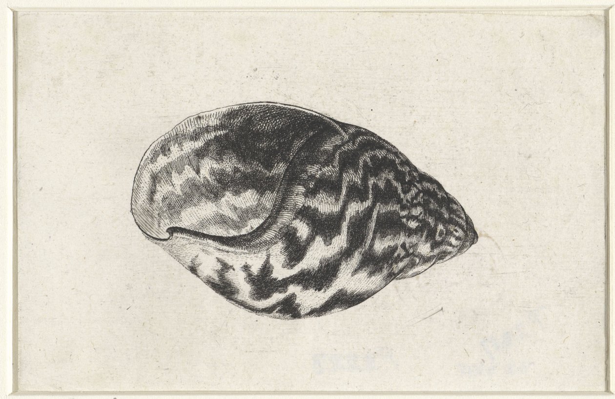 Muszla, achatina achatina Pociski (tytuł serii) autorstwa Wenceslaus Hollar