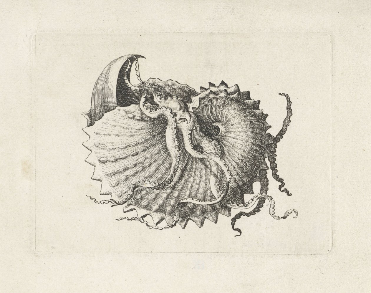 Skorupa, argonauta nodosa Pociski (tytuł serii) autorstwa Wenceslaus Hollar
