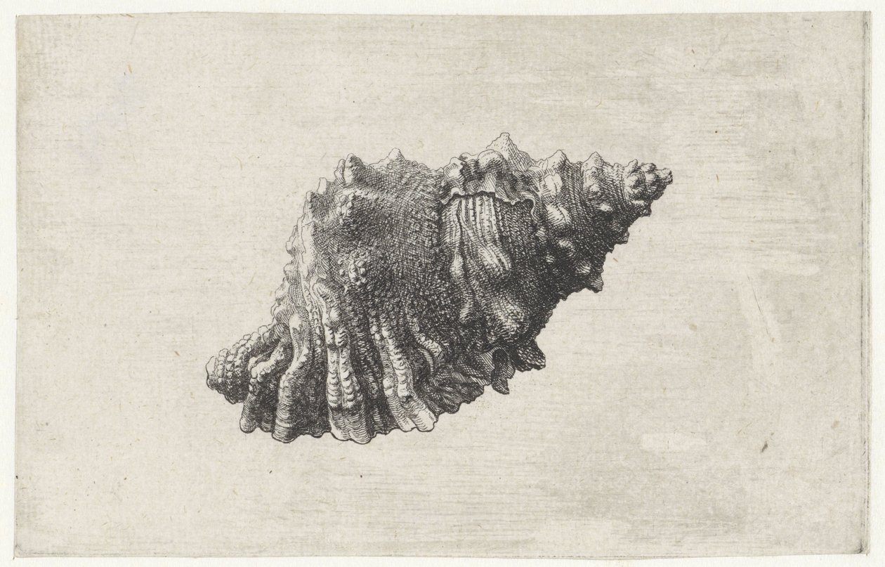Muszla, bursa rubeta Pociski (tytuł serii) autorstwa Wenceslaus Hollar