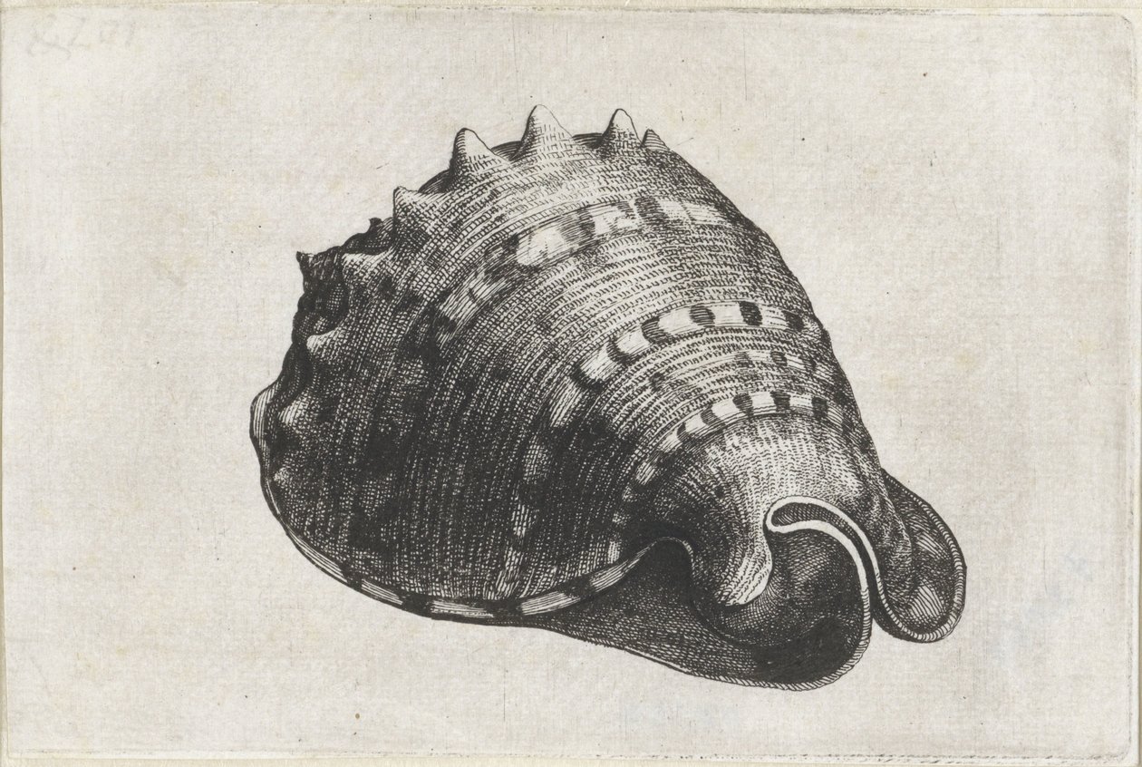 Shell, cassis cornuta Pociski (tytuł serii) autorstwa Wenceslaus Hollar
