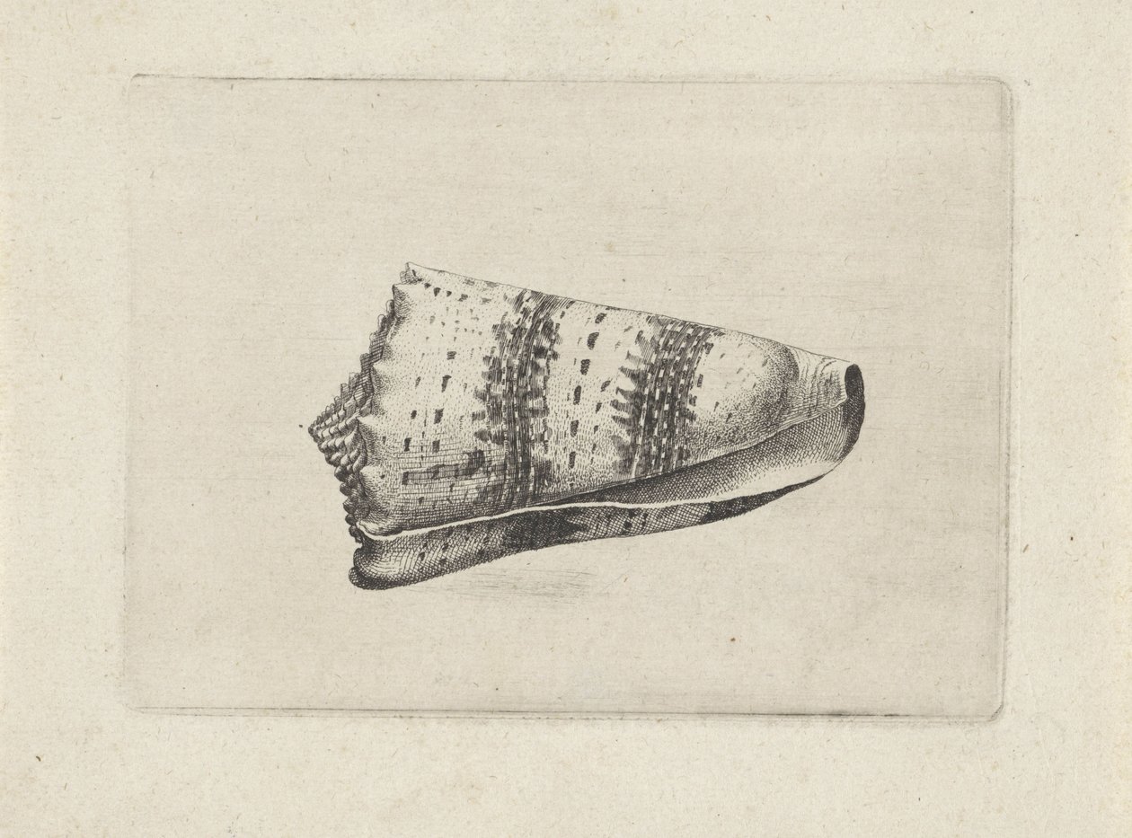 Muszla, stożek imperialis Pociski (tytuł serii) autorstwa Wenceslaus Hollar