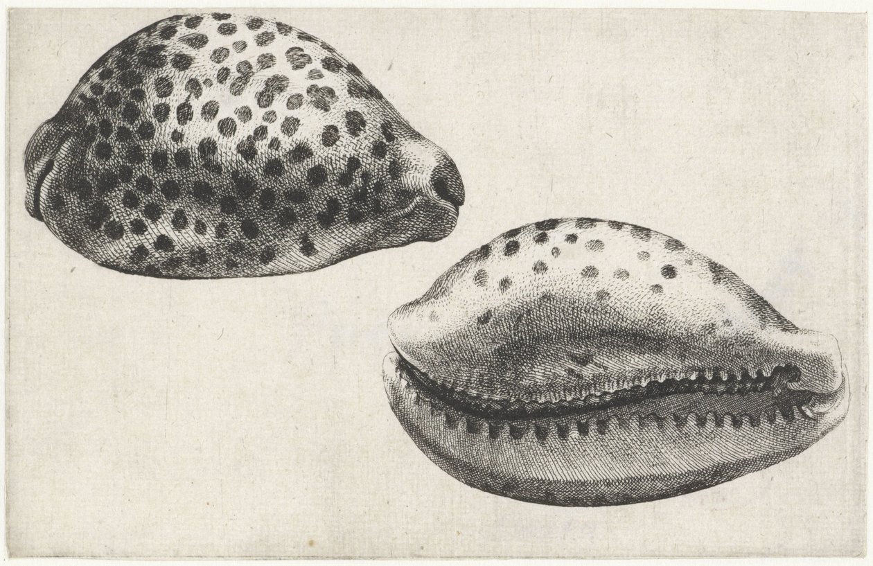Muszla cypraea tigris Pociski (tytuł serii) autorstwa Wenceslaus Hollar