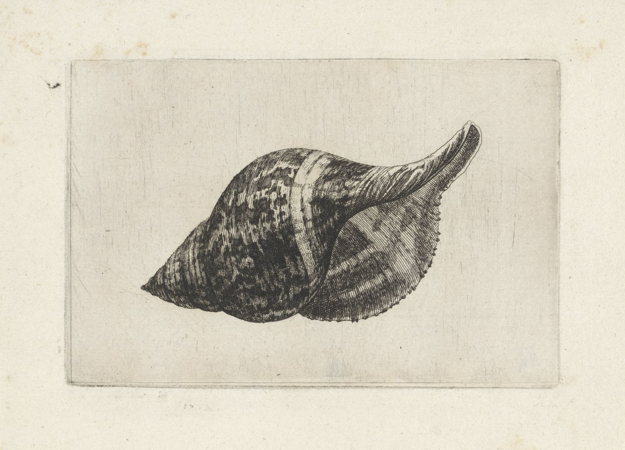 Muszla, fasciolaria tulipa Pociski (tytuł serii) autorstwa Wenceslaus Hollar