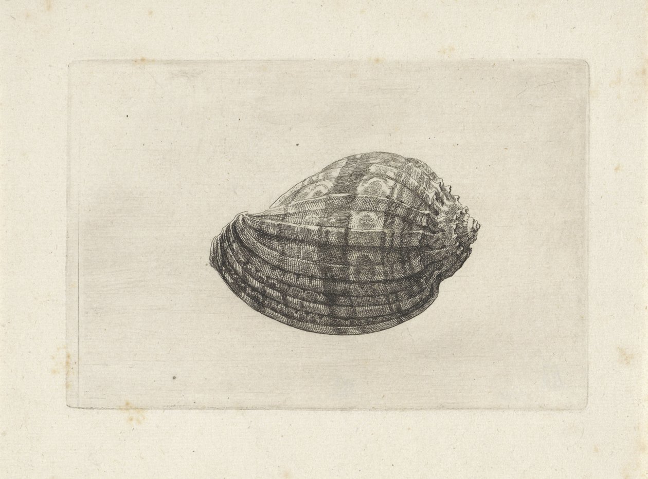 Muszla, harpa major Pociski (tytuł serii) autorstwa Wenceslaus Hollar