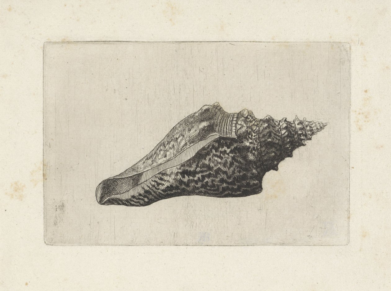 Muszla, hemifusus ternatanus Pociski (tytuł serii) autorstwa Wenceslaus Hollar