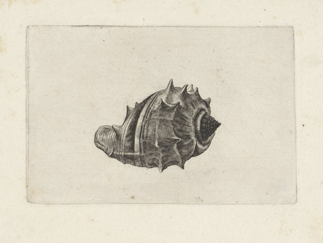 Muszla, melongena melongena Pociski (tytuł serii) autorstwa Wenceslaus Hollar