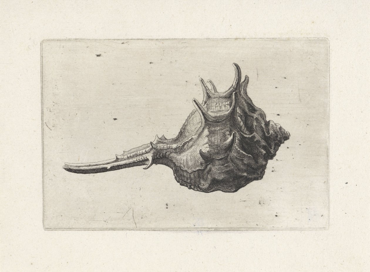 Muszla, murex brevispina Pociski (tytuł serii) autorstwa Wenceslaus Hollar