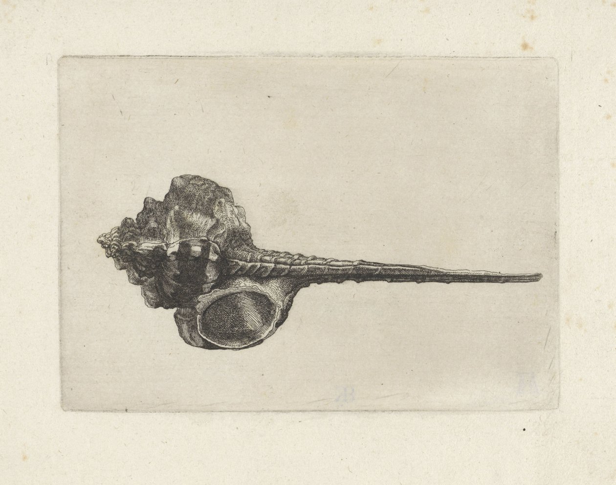 Muszla, murex haustellum Pociski (tytuł serii) autorstwa Wenceslaus Hollar