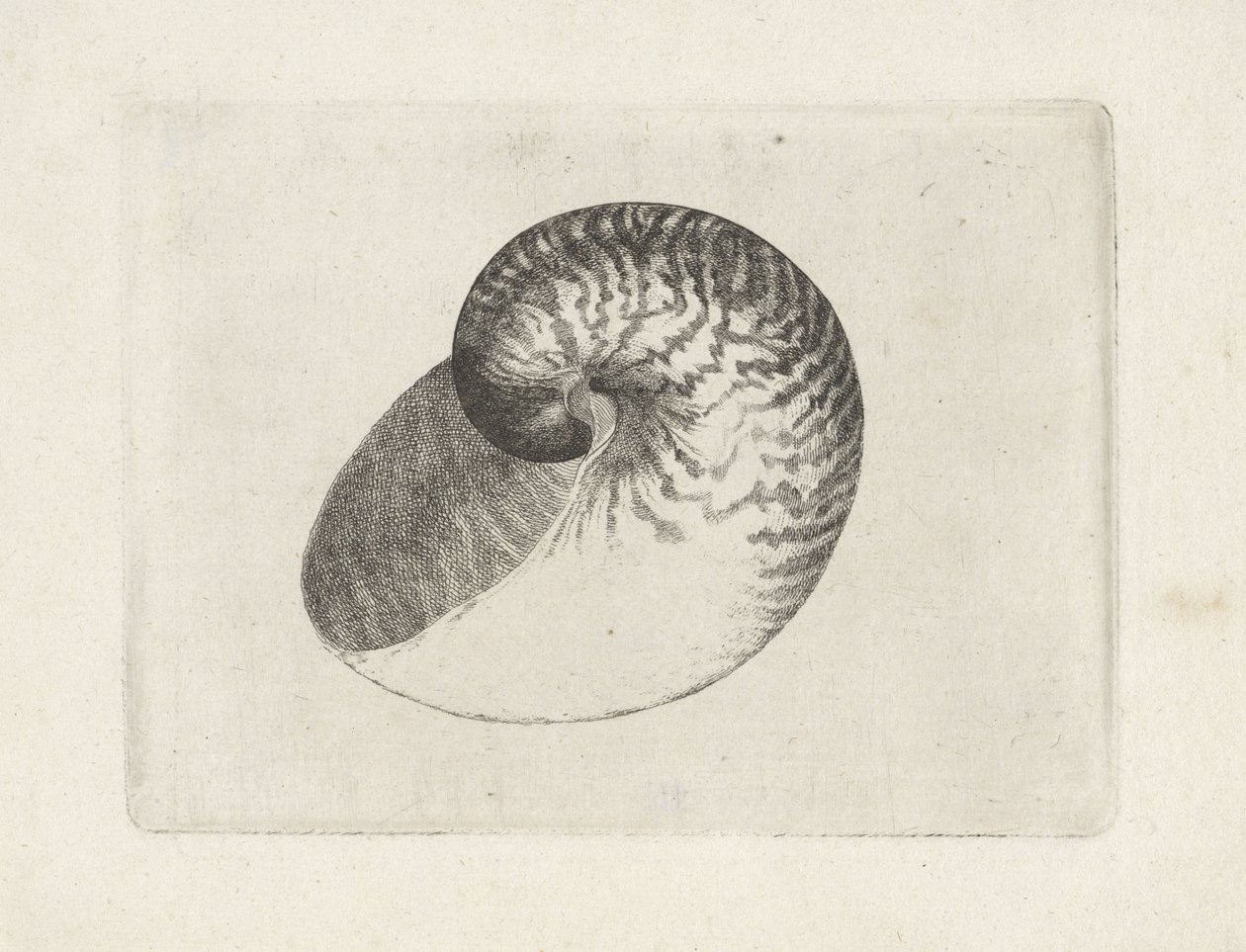 Muszla, łodzik pompilius Pociski (tytuł serii) autorstwa Wenceslaus Hollar