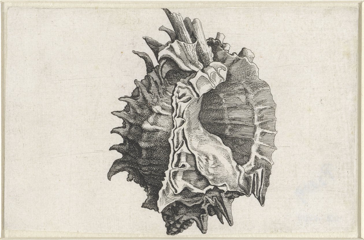 Muszla, phyllonotus erythrostomus Pociski (tytuł serii) autorstwa Wenceslaus Hollar