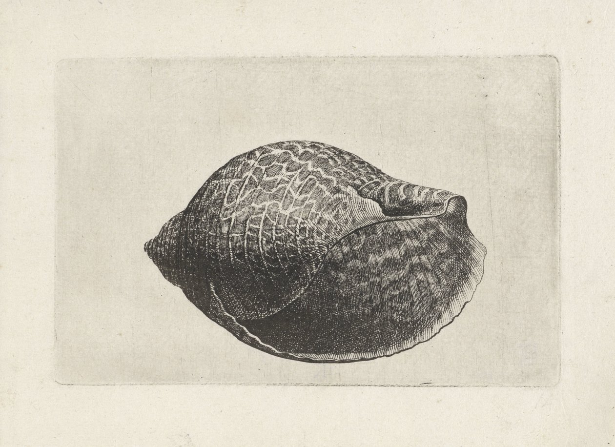 Muszla, tonna perdix Pociski (tytuł serii) autorstwa Wenceslaus Hollar