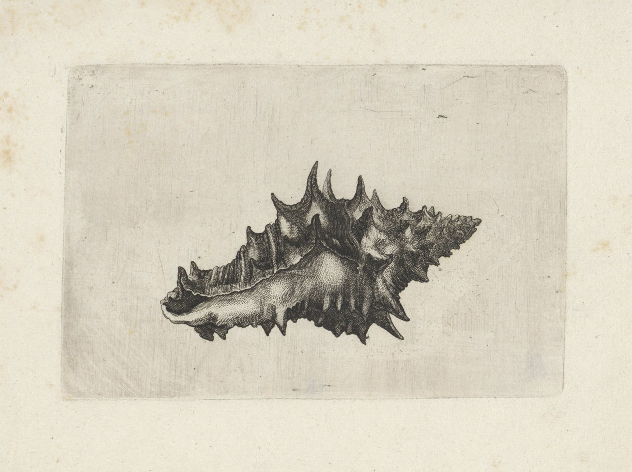 Muszla, ceramika vasum Pociski (tytuł serii) autorstwa Wenceslaus Hollar