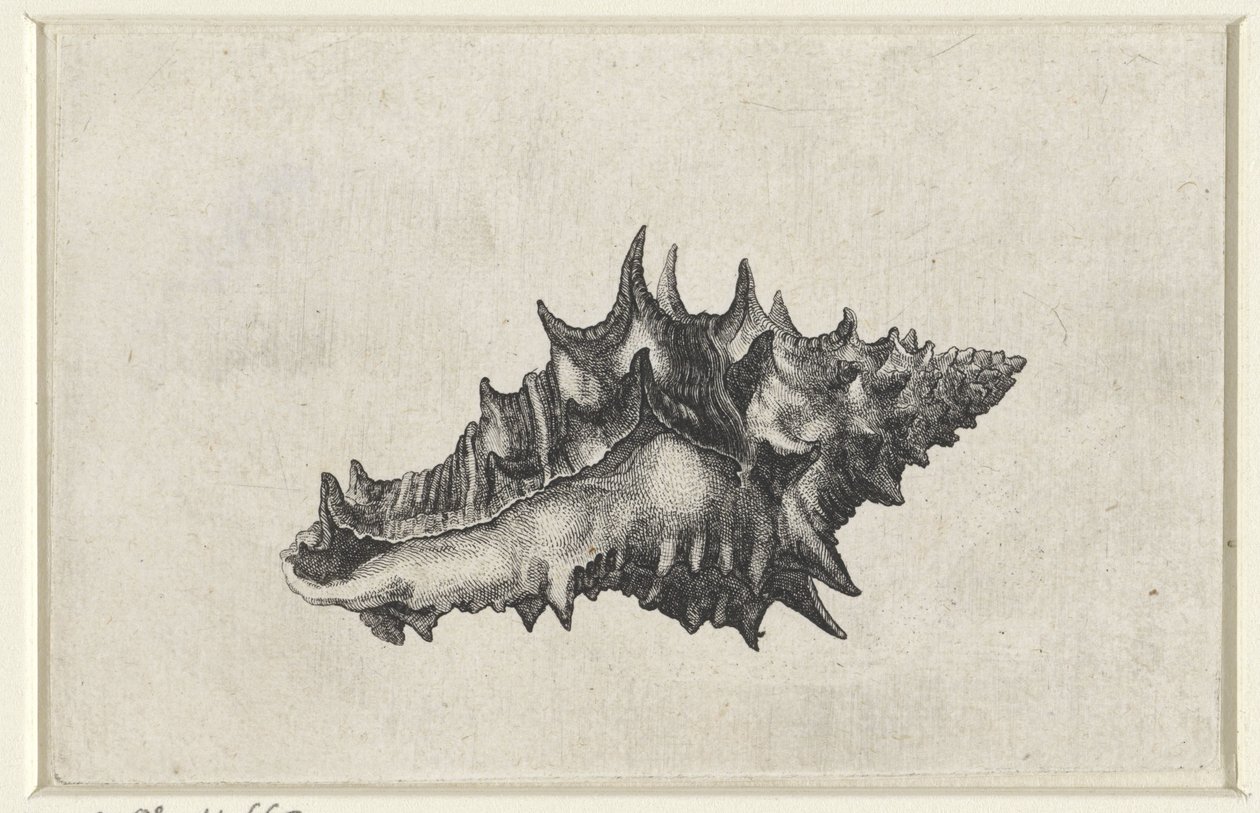 Muszla, ceramika vasum Pociski (tytuł serii) autorstwa Wenceslaus Hollar