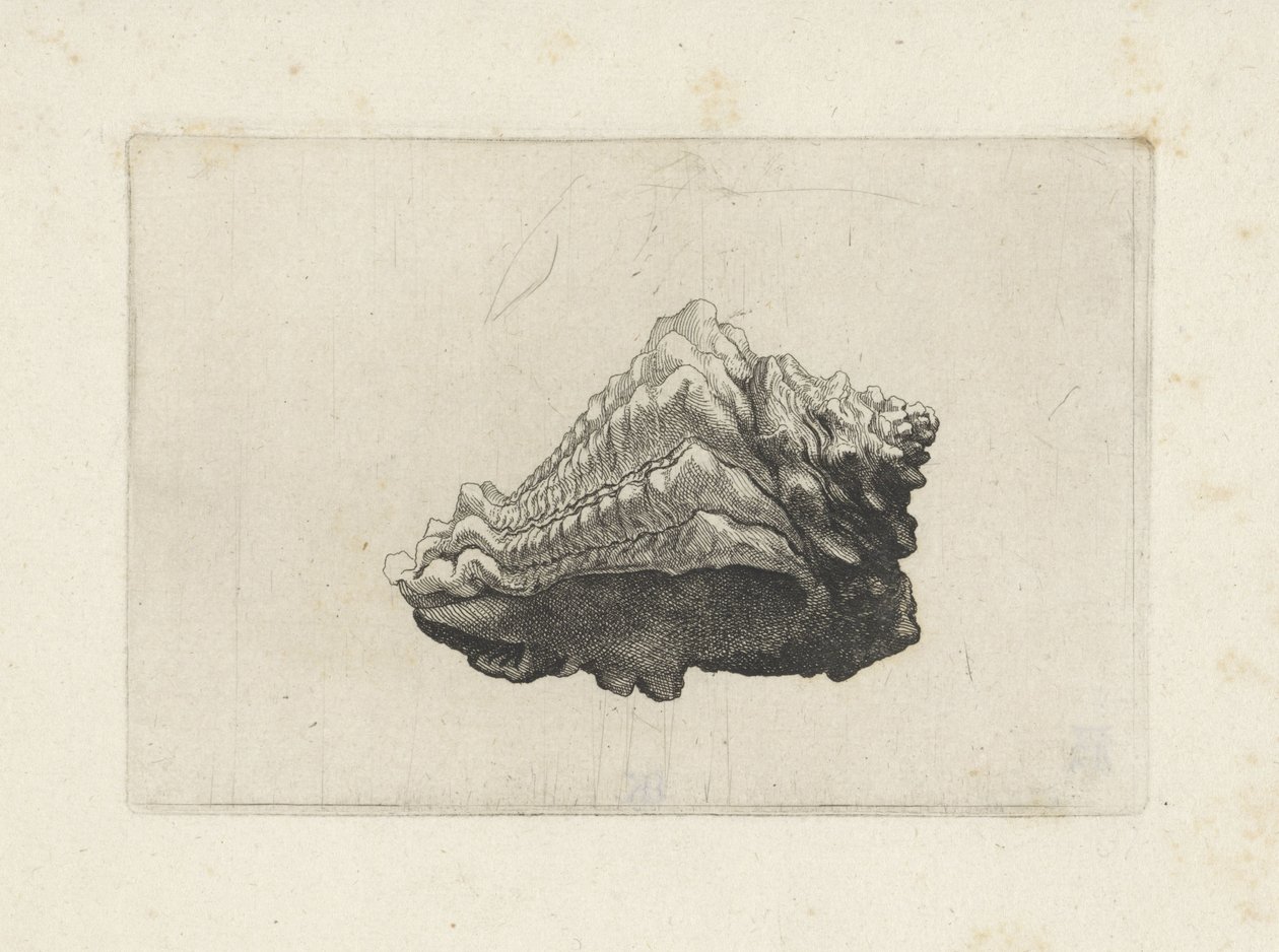 Urodzony muszla, vasum muricatum Pociski (tytuł serii) autorstwa Wenceslaus Hollar