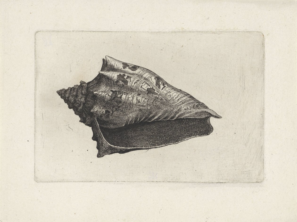 Powłoka, voluta ebraea Pociski (tytuł serii) autorstwa Wenceslaus Hollar