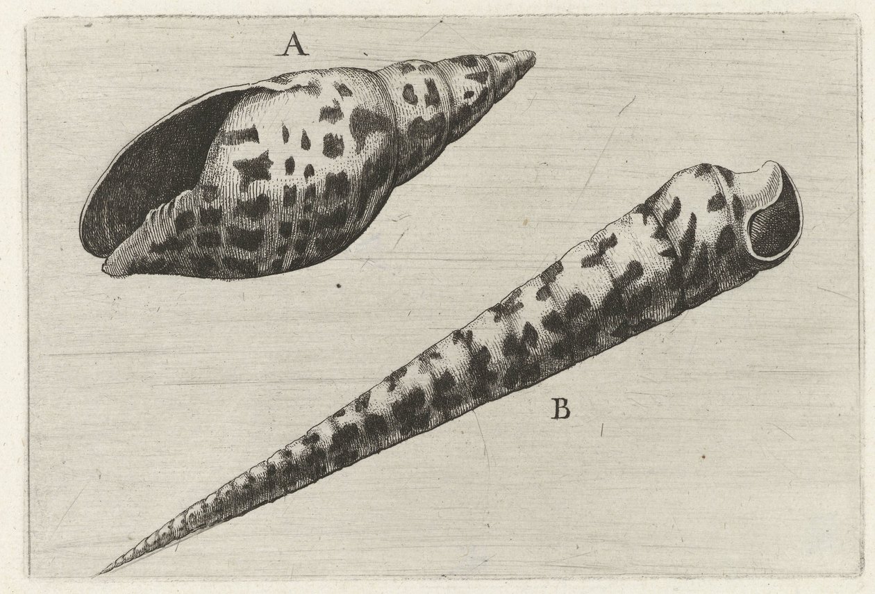 Schelpen, mitre cardinalis (A) w terebra subulata (B) Schelpen (tytuł serii) autorstwa Wenceslaus Hollar