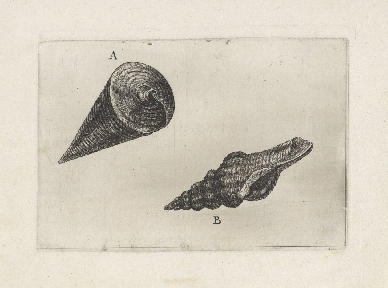 Muszle, telescopium telescopium (A) i fusinus laticostatus (B) Pociski (tytuł serii) autorstwa Wenceslaus Hollar