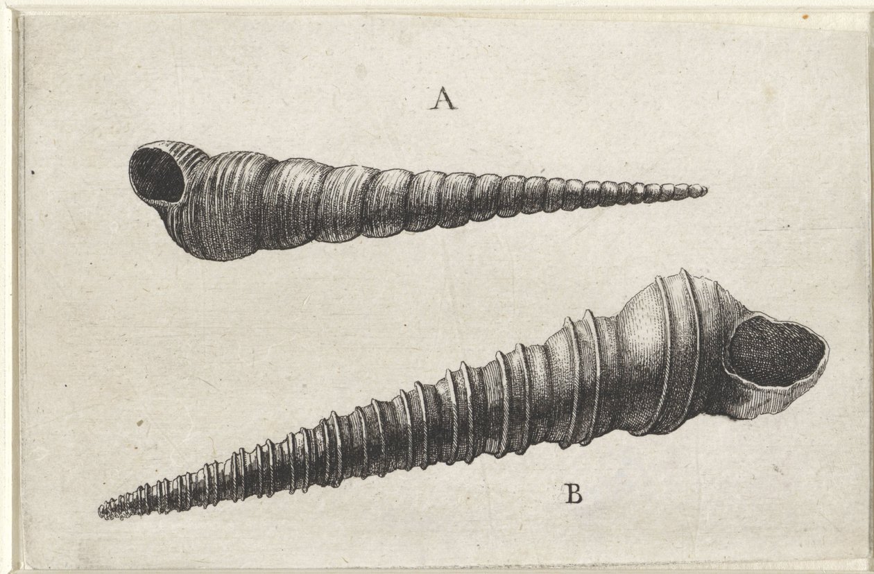 Muszle, turritella terebra (A) i turritella duplicata (B) Pociski (tytuł serii) autorstwa Wenceslaus Hollar