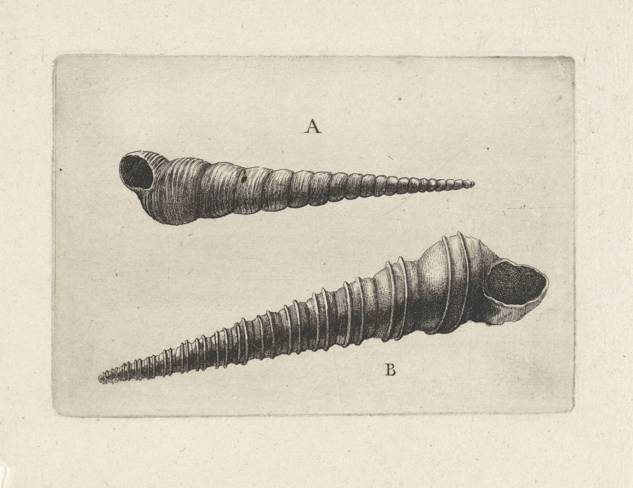 Muszle, turritella terebra (A) i turritella duplicata (B) Pociski (tytuł serii) autorstwa Wenceslaus Hollar