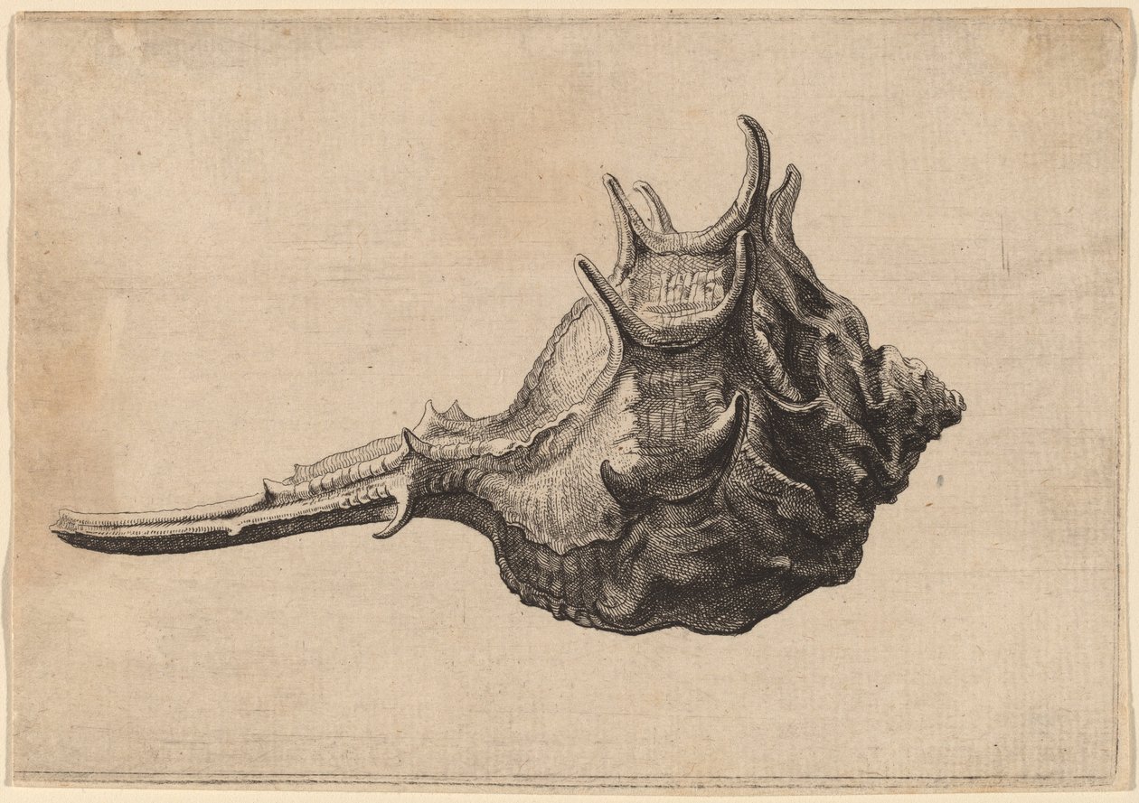 Powłoka (Murex brandaris) autorstwa Wenceslaus Hollar