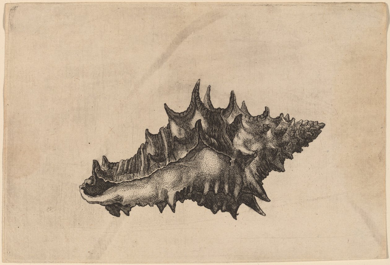 Muszla (vasum ceramicum) autorstwa Wenceslaus Hollar