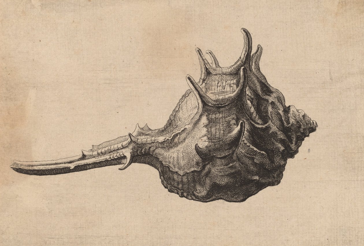 Shell Murex brandaris, c. 1645. autorstwa Wenceslaus Hollar