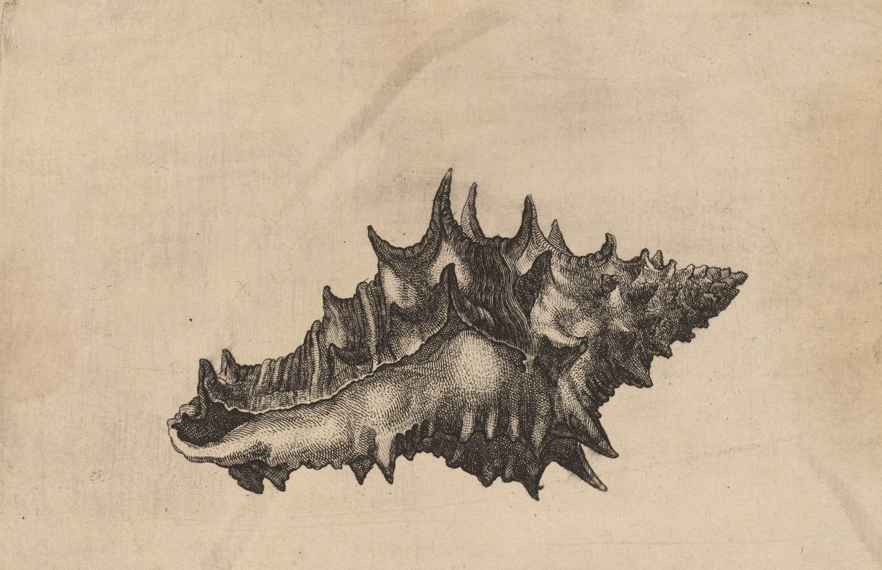 Muszla Vasum ceramicum, ok. 1900 r. 1645. autorstwa Wenceslaus Hollar