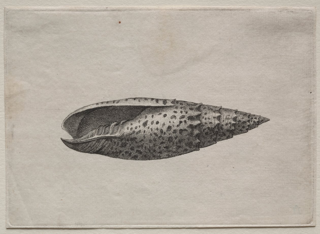 Muszle: Mitra papalis L autorstwa Wenceslaus Hollar
