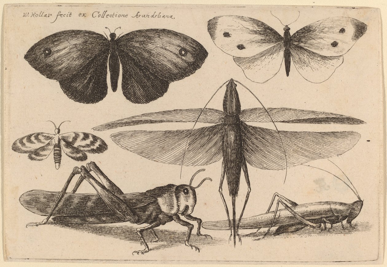 Sześć owadów autorstwa Wenceslaus Hollar