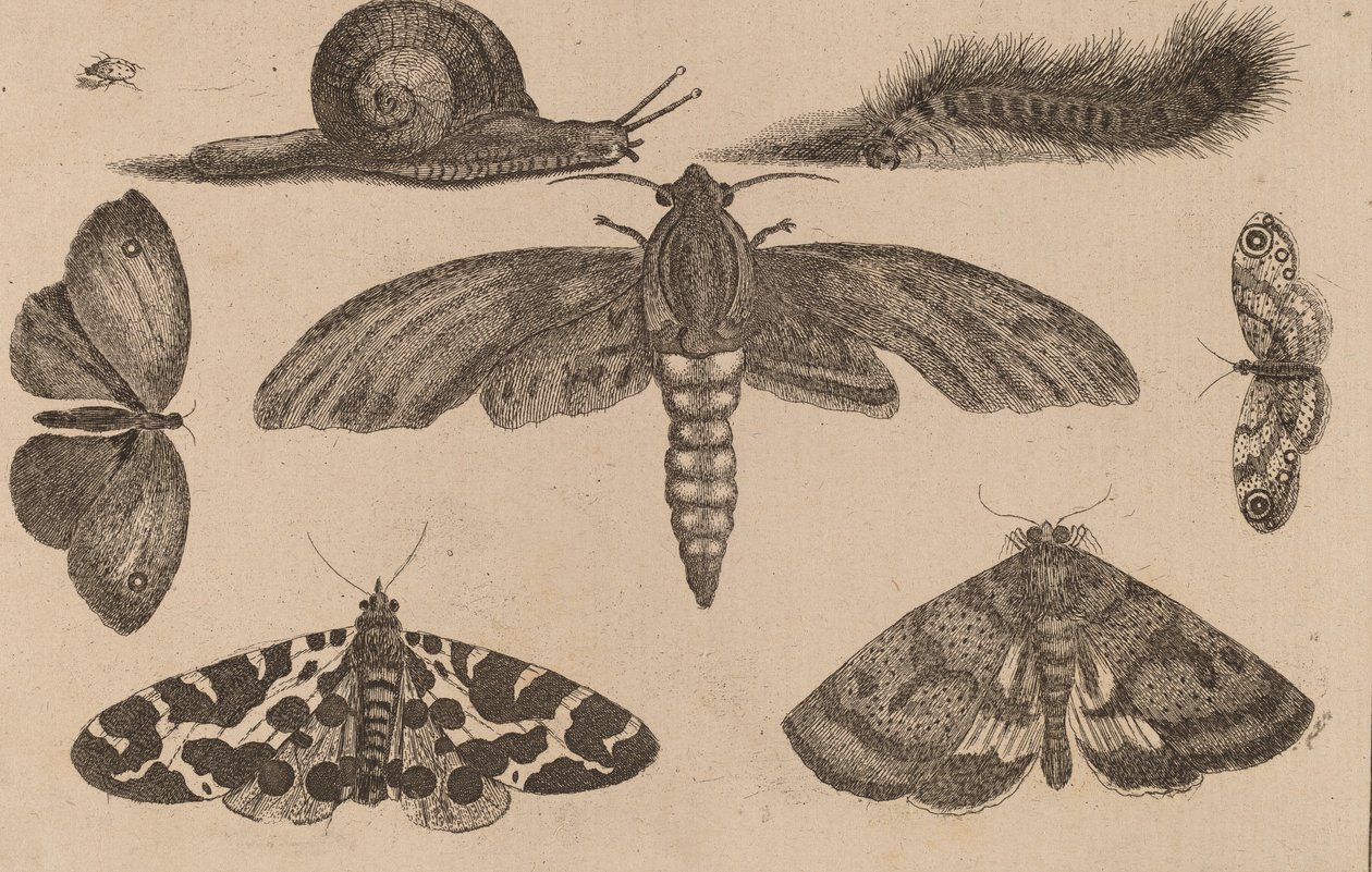 Sześć owadów, gąsienica i ślimak. autorstwa Wenceslaus Hollar
