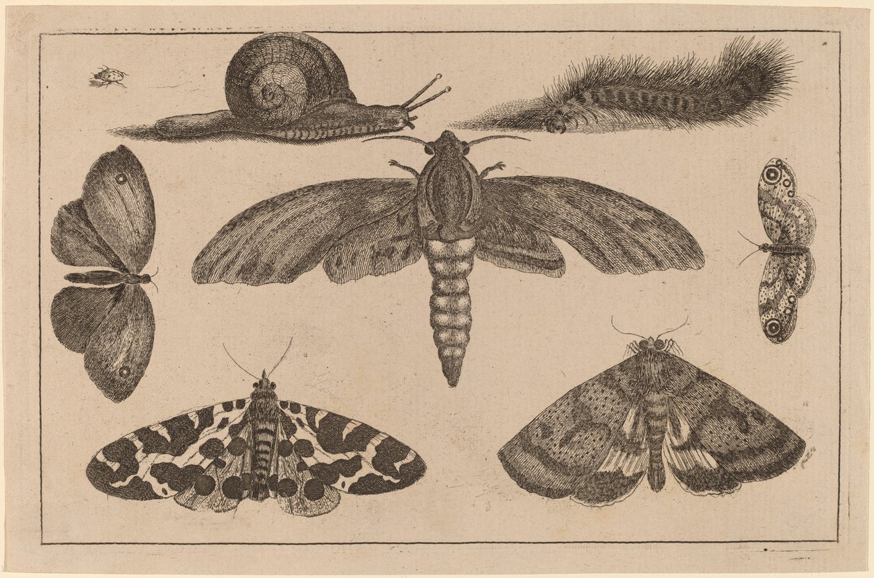 Sześć owadów, gąsienica i ślimak autorstwa Wenceslaus Hollar
