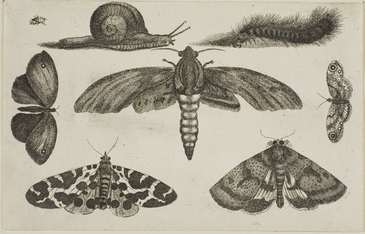 Sześć owadów, gąsienica i ślimak autorstwa Wenceslaus Hollar