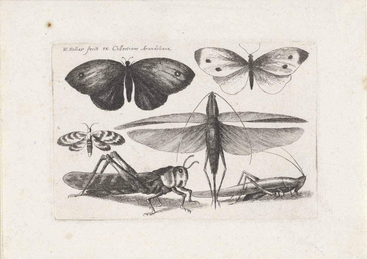 Koniki polne i motyle Owady (tytuł serii) Muscarum Scarabeorum (tytuł serii) autorstwa Wenceslaus Hollar