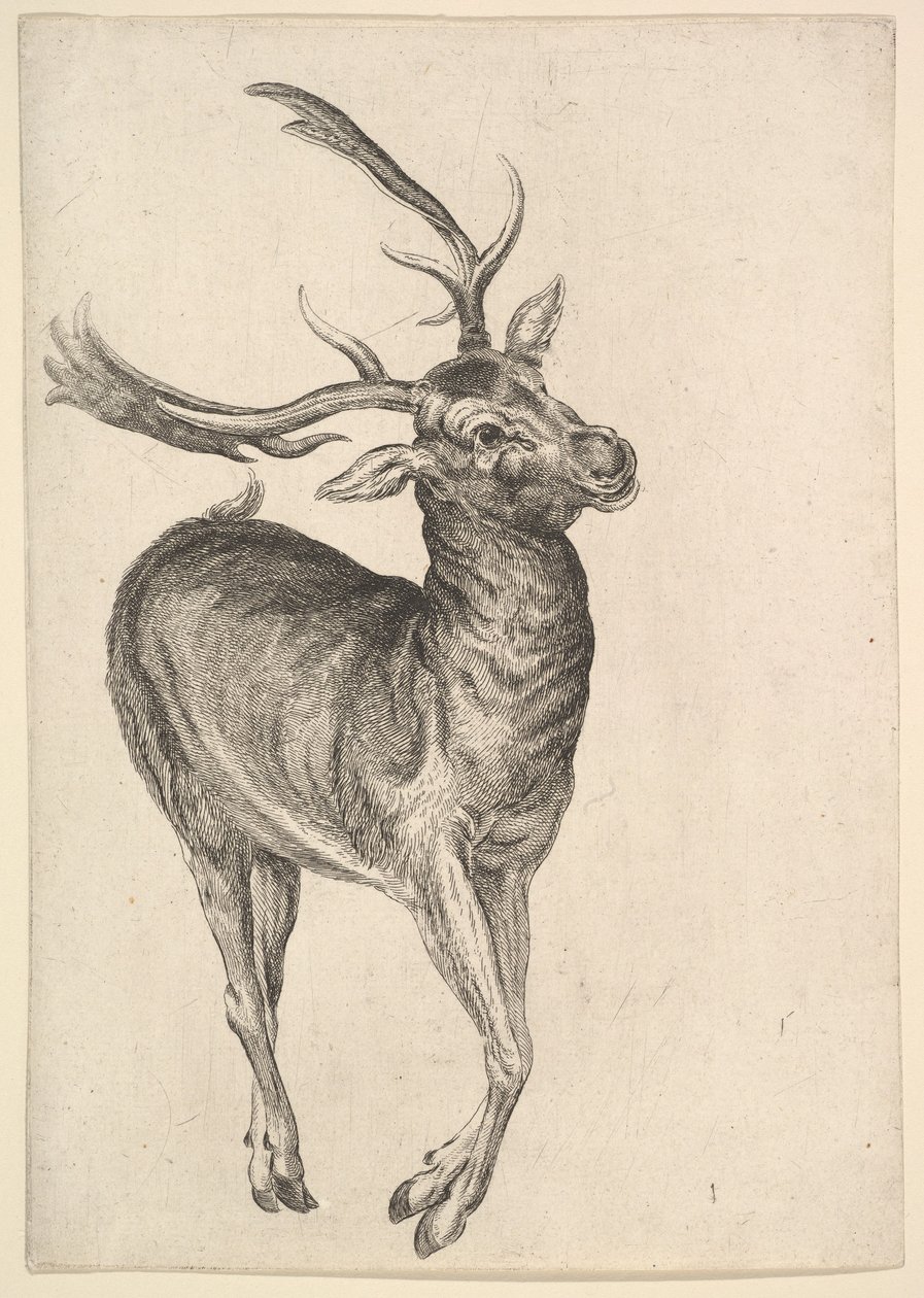 Jeleń, 1625-77. autorstwa Wenceslaus Hollar