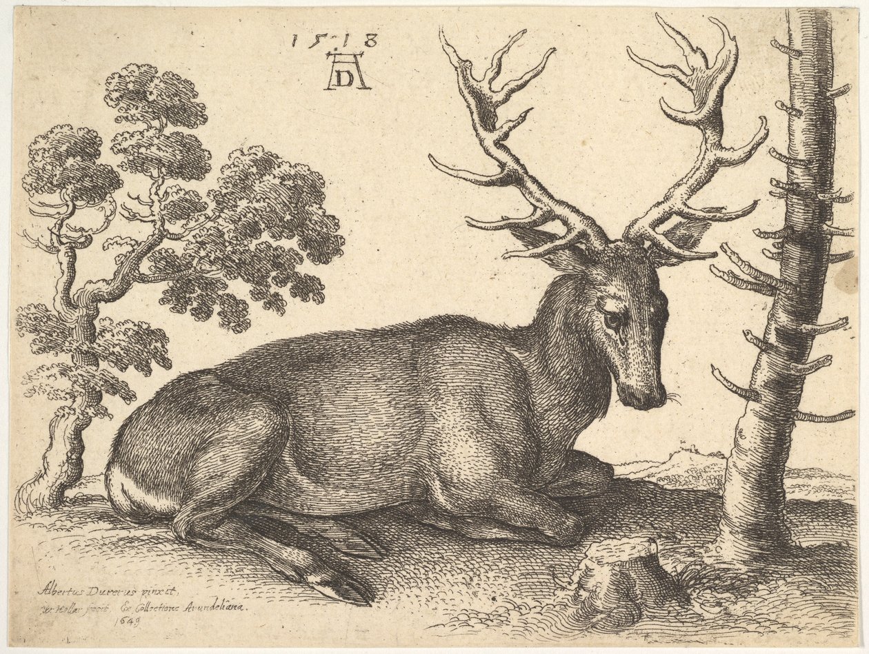 Jeleń leżący po prawej, 1649. autorstwa Wenceslaus Hollar