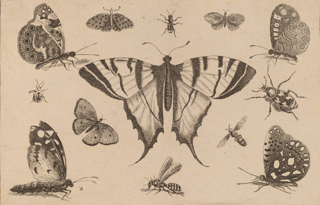 Motyl jaskółczy ogon i dwanaście innych owadów. autorstwa Wenceslaus Hollar