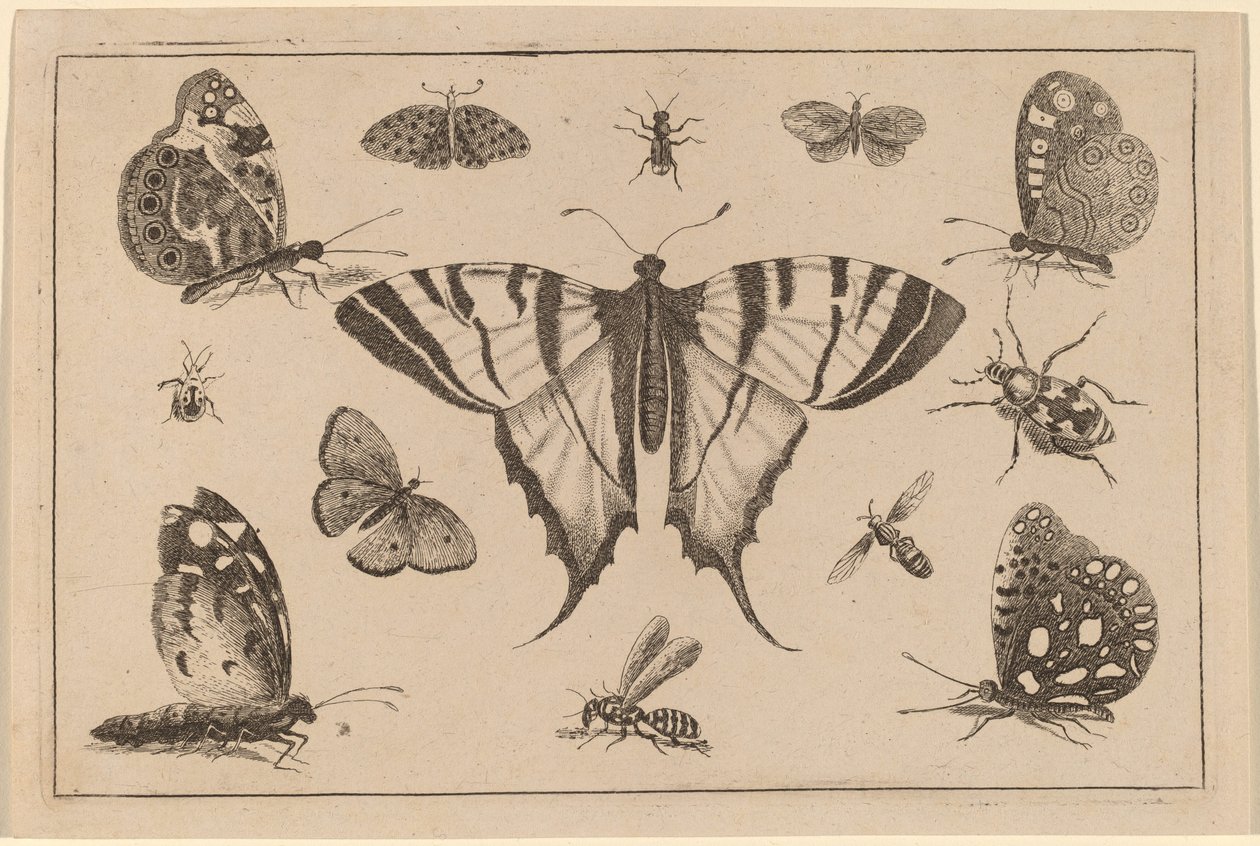 Motyl jaskółczy ogon i dwanaście innych owadów autorstwa Wenceslaus Hollar