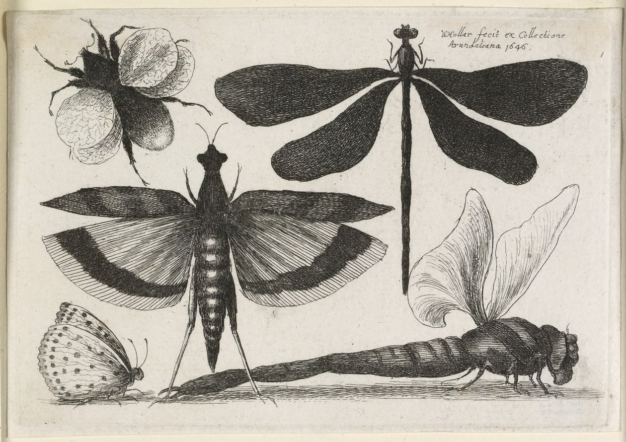 Zestaw motyli, jeden z dwunastu, 1646 autorstwa Wenceslaus Hollar