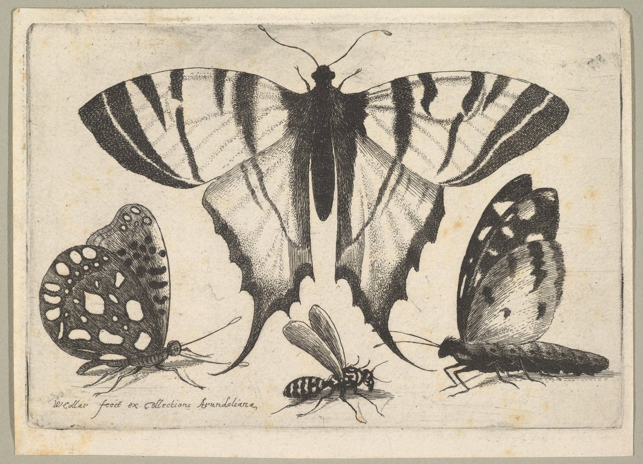 Trzy motyle i osa, 1646. autorstwa Wenceslaus Hollar