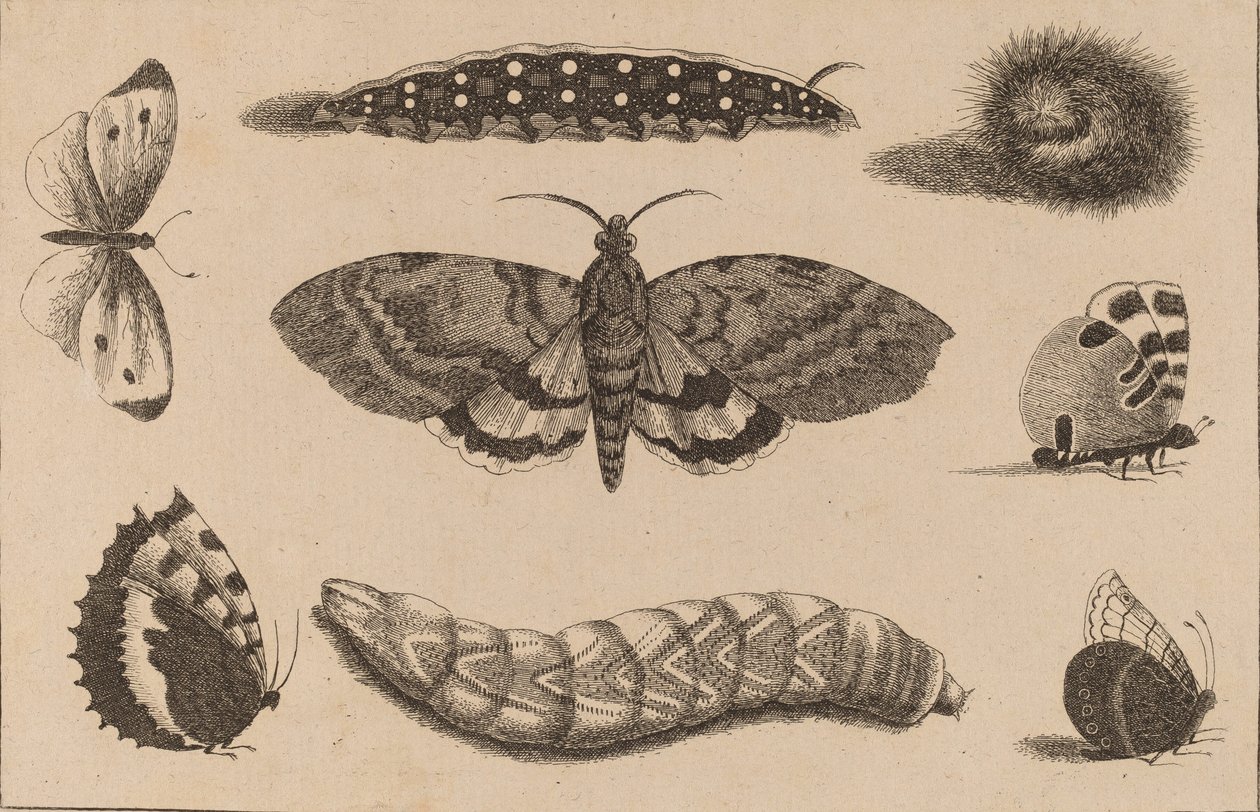 Trzy gąsienice, ćma i cztery motyle. autorstwa Wenceslaus Hollar