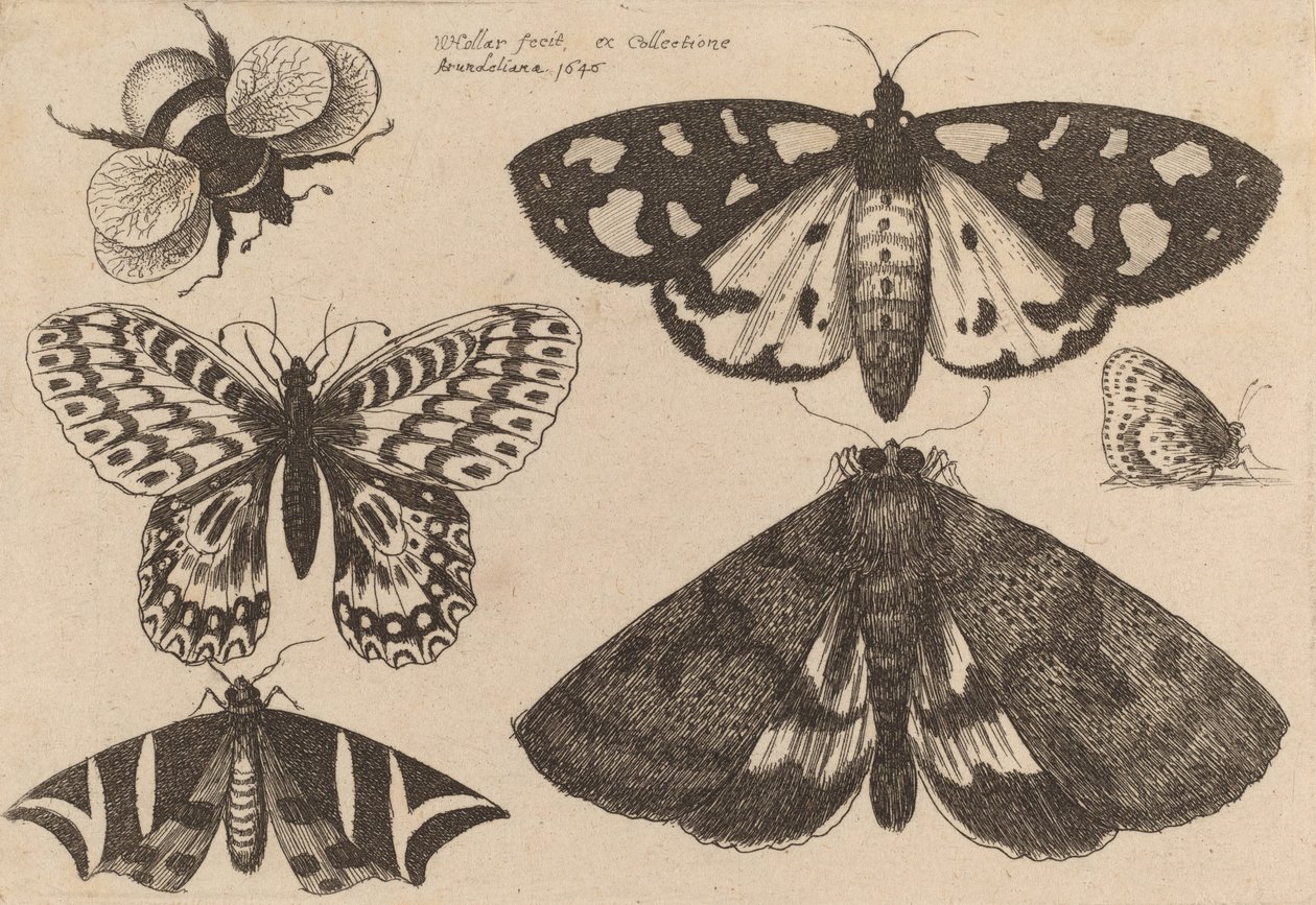 Trzy ćmy, dwa motyle i trzmiel, 1646. autorstwa Wenceslaus Hollar
