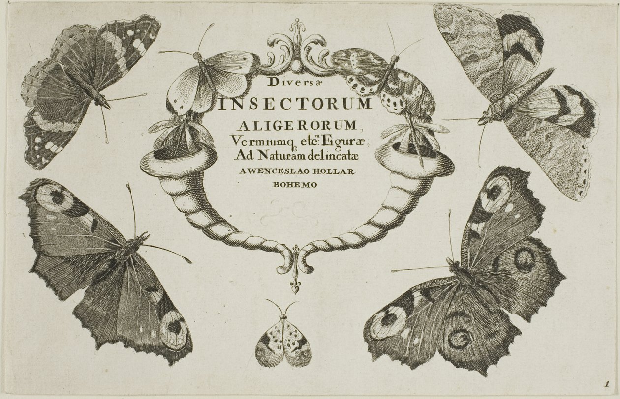Strona tytułowa z różnych owadów autorstwa Wenceslaus Hollar