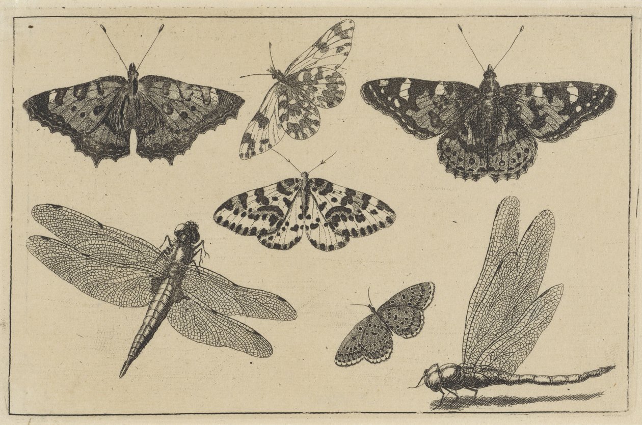 Dwie ważki i pięć motyli Różne owady (tytuł serii) Diversae Insectorum (tytuł serii) autorstwa Wenceslaus Hollar